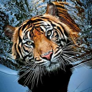 Meet your Posher, Basilio